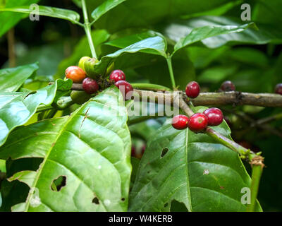 Close up di bacche di caffè che cresce su una boccola in corrispondenza di una piantagione di Bali Foto Stock