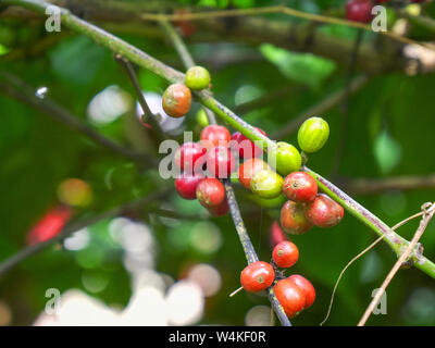 Close up di rosso di bacche di caffè in una piantagione a Bali Foto Stock