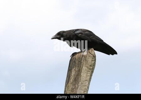 Un bel bambino Carrion Crow, Corvus corone, appollaiate su un post. Si è in attesa per i suoi genitori di tornare e di alimentarla. Foto Stock