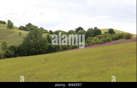 Una bella estate panorama di colline Pegsdon, Bedfordshire, Regno Unito, come un grande gregge di uccelli volare attraverso. Foto Stock