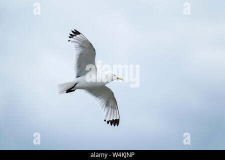 Nero-zampe (kittiwake Rissa tridactyla) adulto in volo di allevamento cliff, farne Isles, Northumberland, Inghilterra Foto Stock