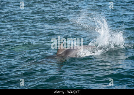 Comune di delfini Bottlenose (Tursiops truncatus) nuotare nel mare del Nord vicino a farne Isles, Northumberland, Inghilterra Foto Stock