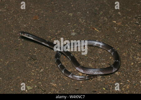 Krait comune , dello Sri Lanka, Krait Krait nero,Bungarus ceylonicus, Foto Stock