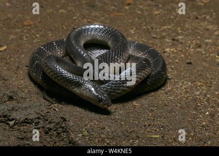 Krait comune , dello Sri Lanka, Krait Krait nero,Bungarus ceylonicus, Foto Stock