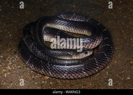 Krait comune , dello Sri Lanka, Krait Krait nero,Bungarus ceylonicus, Foto Stock