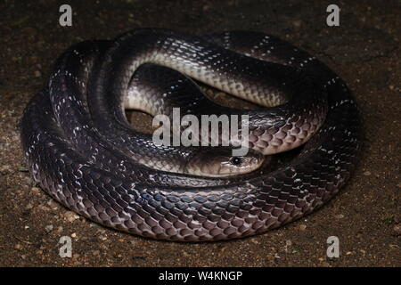 Krait comune , dello Sri Lanka, Krait Krait nero,Bungarus ceylonicus, Foto Stock