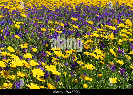 Prato wildfower fiori che sbocciano in estate il sole Foto Stock