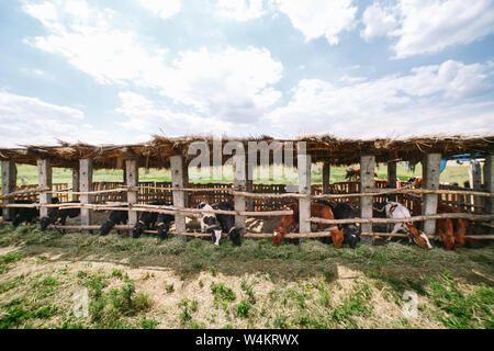 Agricoltura Industria, l'agricoltura e la zootecnia concetto. mandria di vacche in stalla su Dairy Farm Foto Stock