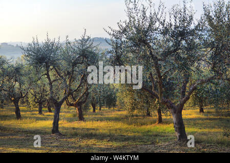 Giardino con alberi di ulivo. Oliva del Mediterraneo campo pronto per essere raccolto. Oliva italiano di grove con maturi olive fresche. Fattoria di oliva. Foto Stock