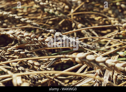 Bella rami di grano che giace sul lato campagna sul campo. Sfondi, textures per il decor e design reti sociali conti. Spighe di grano sullo sfondo Foto Stock