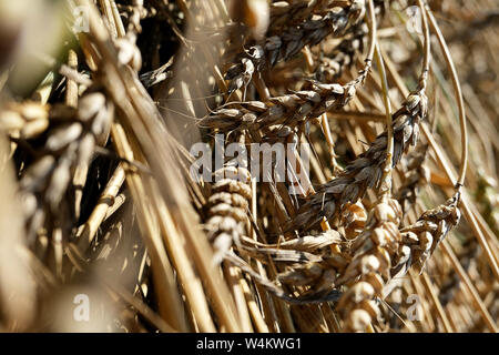 Bella rami di grano che giace sul lato campagna sul campo. Sfondi, textures per il decor e design reti sociali conti. Spighe di grano sullo sfondo Foto Stock