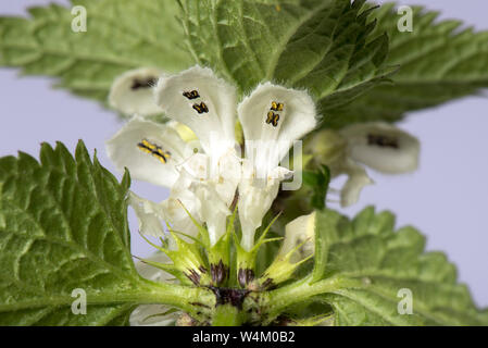 Whorl di fiori e foglie di morti bianche di ortica Lamium (album) mostra antere, forma e struttura Foto Stock