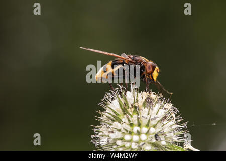 Hornet mimare hoverfly, adulto alimentazione su small teasel, Bedfordshire, Regno Unito 17 luglio 2019 Foto Stock