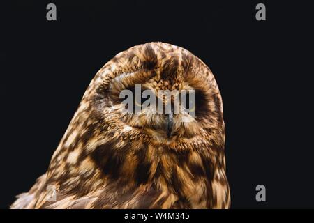 Close-up verticale di un corto-eared owl contro uno sfondo nero Foto Stock