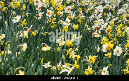 Varie specie di narcisi che cresce in giardino, REGNO UNITO Foto Stock
