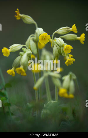 Natura,impianto,fiore,selvatica,giallo,Molla,close up,close-up,macro, Foto Stock