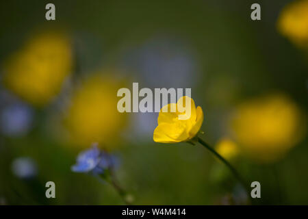 Prato, ranuncolo Ranunculus acris, Elmley paludi, Kent REGNO UNITO, Elmley Riserva Naturale Foto Stock