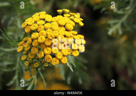 Tansy fiori che crescono su un prato estivo. Tanacetum vulgare, selvaggio fiore giallo vicino, pianta medicinale Foto Stock