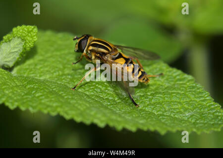 Il calciatore Hoverfly, Helophilus pendulus, Sevenoaks Kent Wildlife Trust Riserva Naturale, UK, in appoggio sulla lamina Foto Stock