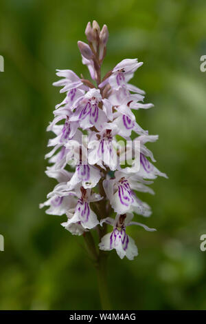 Comune di chiazzato, orchidea Dactylorhiza fuchsii, Kemsing giù, Kent Wildlife Trust Riserva Naturale, REGNO UNITO Foto Stock