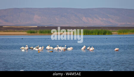 Flamenco rosado o común- Flamingo (Phoenicopterus ruber) Lago Dayet Srji, Desierto del Sahara, Merzouga, Marruecos, Africa. Deserto del Sahara, Marocco Foto Stock