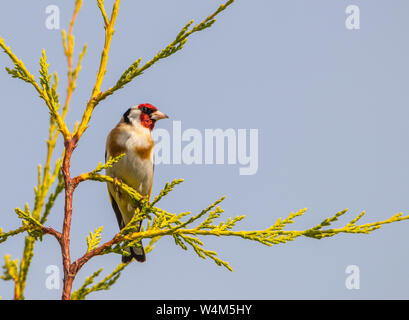 Cardellino, British uccelli selvatici, appollaiate sulla sommità di un albero in un giardino inglese nel luglio 2019 Foto Stock