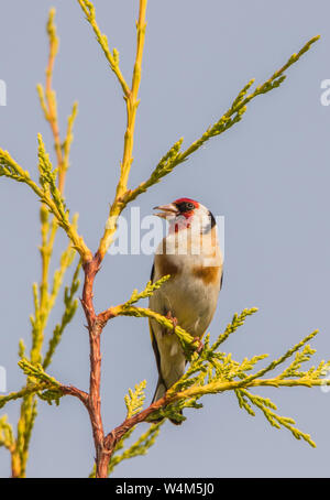 Cardellino, British uccelli selvatici, appollaiate sulla sommità di un albero in un giardino inglese nel luglio 2019 Foto Stock