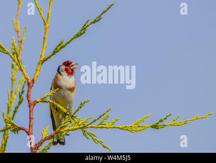 Cardellino, British uccelli selvatici, appollaiate sulla sommità di un albero in un giardino inglese nel luglio 2019 Foto Stock