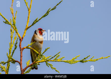 Cardellino, British uccelli selvatici, appollaiate sulla sommità di un albero in un giardino inglese nel luglio 2019 Foto Stock