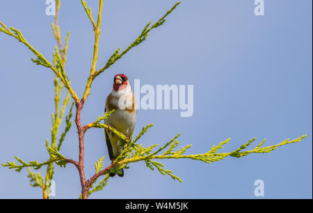 Cardellino, British uccelli selvatici, appollaiate sulla sommità di un albero in un giardino inglese nel luglio 2019 Foto Stock