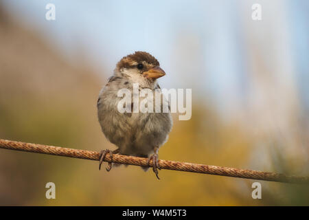 Sparrow arroccato su di un filo in campagna con uno sfondo sfocato Foto Stock