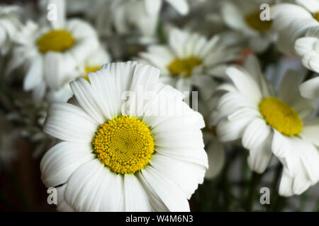 Bella bianca i fiori di camomilla close-up, camomilla capi Foto Stock