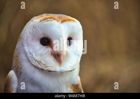 Closeup ritratto di un barbagianni (Tyto alba) con uno sfondo sfocato in una foresta Foto Stock