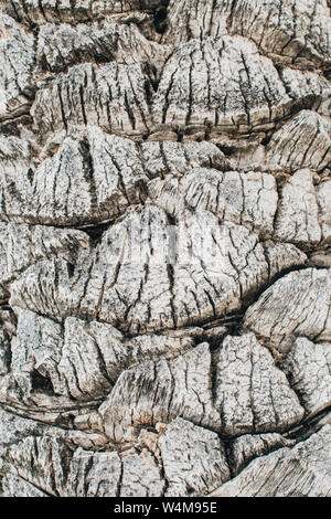 In prossimità della superficie della corteccia di albero di palma. La superficie ruvida la superficie del tronco di albero di palma. In legno naturale dello sfondo. Foto Stock