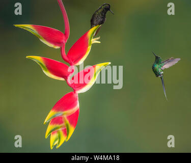 Animali, uccelli, UN ROSPO Hummingbird, Euperusa nigriventris, si siede su un astice-heliconia artiglio mentre un verde Thorntail Hummingbird, Discosura conversii, alberga nelle vicinanze in Costa Rica. Foto Stock