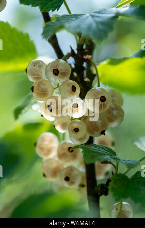 Ribes niveum ribes bianco o uva spina maturazione in giardino nel sole illumina Foto Stock