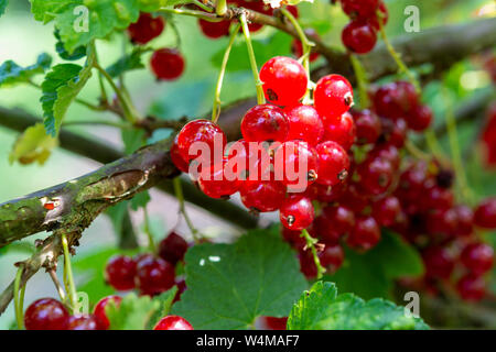 Ribes rubrum ribes o uva spina maturazione in giardino nel sole illumina Foto Stock