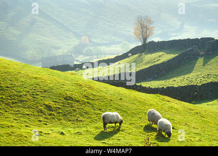 Regno Unito. In Inghilterra. Yorkshire. Dales. Pecore al pascolo. Foto Stock