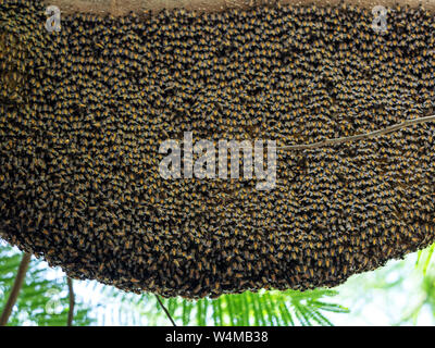 Primo piano grande arnia gigante di miele api su un ramo Foto Stock