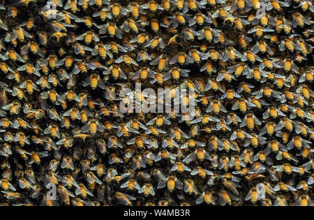 Primo piano grande arnia gigante di miele api per lo sfondo della natura Foto Stock