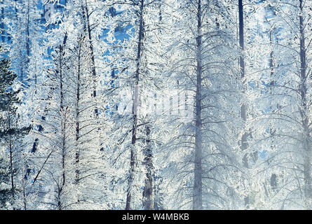 Stati Uniti d'America. Il Wyoming. Parco Nazionale di Yellowstone. Alberi di pino in inverno scena di neve. Foto Stock