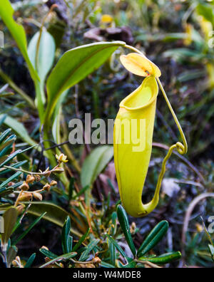 Vista di pianta brocca di Nepenthes nella regione di Atsinanana, Madagascar Foto Stock