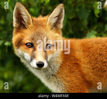 La Volpe rossa (vulpes vulpes vulpes) : è un iconico specie di fauna selvatica britannico. Con il suo caratteristico colore rosso pelliccia e coda folta è proprio bello da guardare. Foto Stock