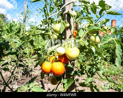 La maturazione dei frutti pomodori close-up su bush nel giardino sulla soleggiata giornata estiva Foto Stock