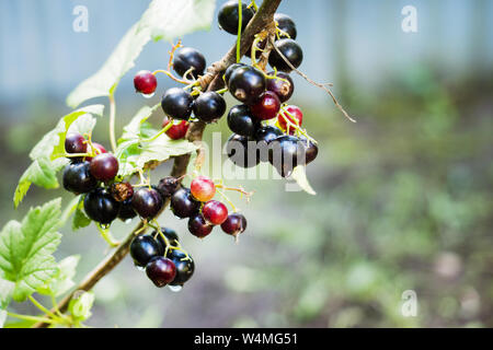 Mature ribes neri appesi da bush pronto per il raccolto Foto Stock