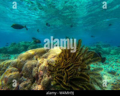 In questa unica foto si può vedere il mondo sottomarino dell'Oceano Pacifico nelle Maldive! Un sacco di corallo e pesce tropicale! Foto Stock