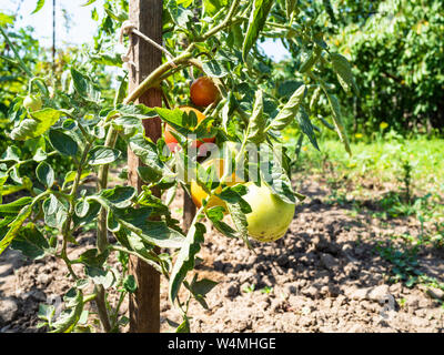 Pomodori di maturazione sulla boccola sul letto giardino su soleggiate giornate estive Foto Stock