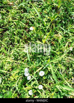 Sfondo naturale - vista superiore di erba verde con gocce di rugiada sul prato soleggiato in mattinata estiva Foto Stock