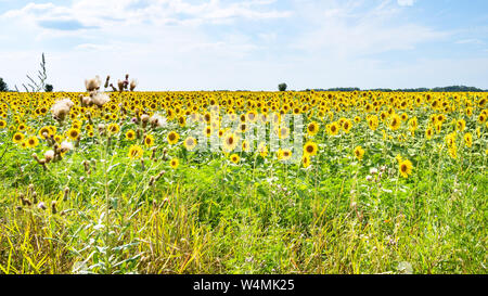 Paesaggio rurale - vista panoramica di girasole sul campo estivo soleggiato nel pomeriggio Kuban regione del Krasnodar Krai della Russia Foto Stock