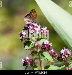 Farfalla di maniola Jurtina marrone prato su un fiore di origano Foto Stock